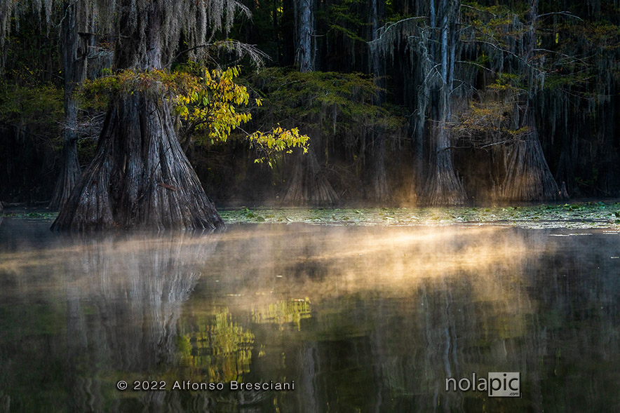 Photos for sale of Caddo Lake swamps