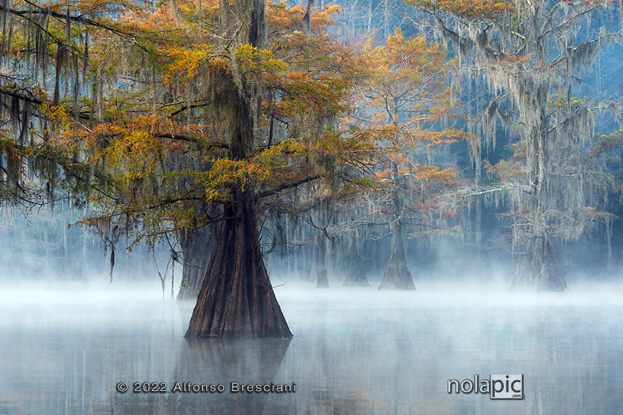 Prints for sale of Caddo Lake swamps